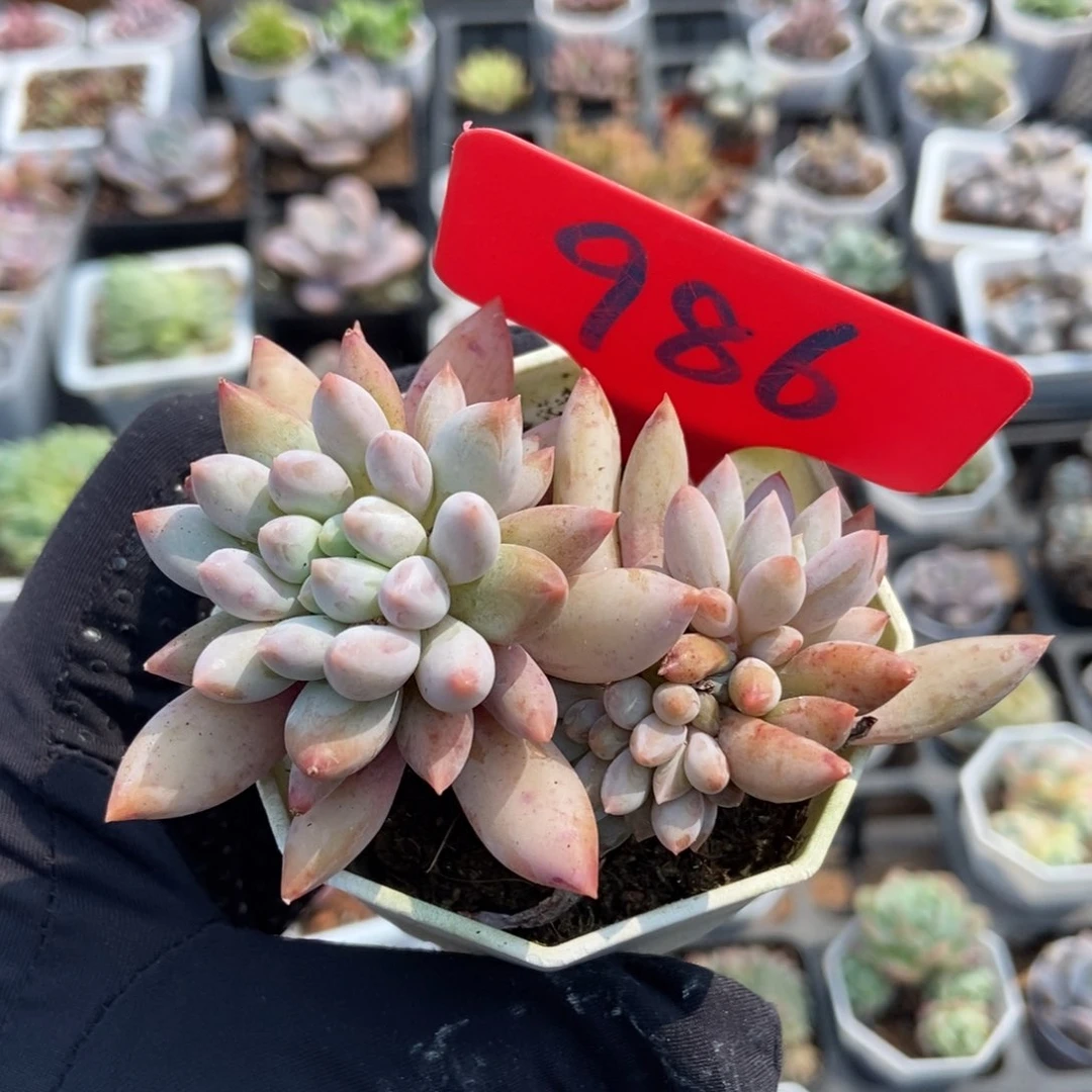 986所罗门duopoly was the