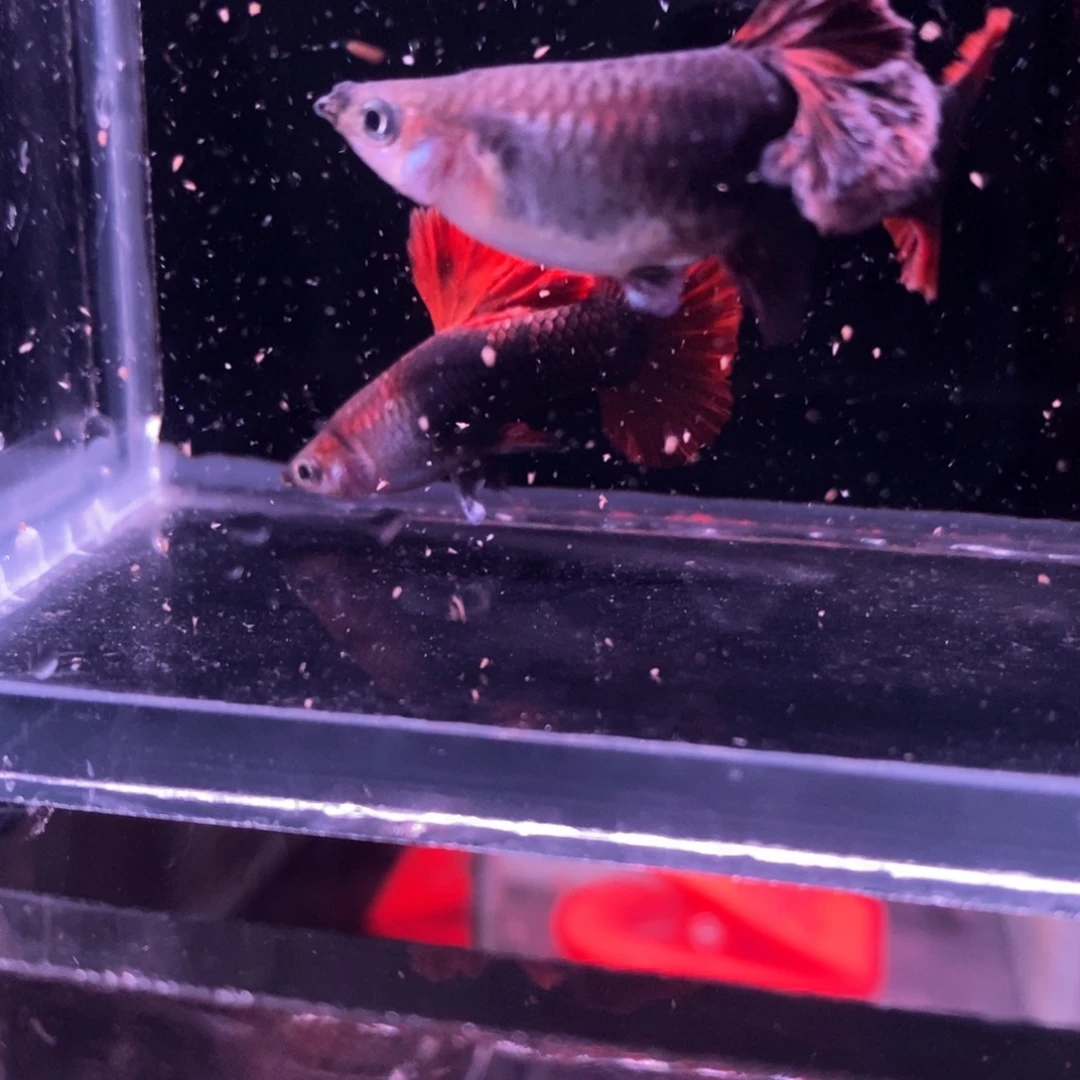 孔雀鱼顶级菊花帆一对