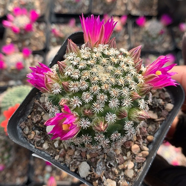 20 实生克氏丸4.8厘米8年秋