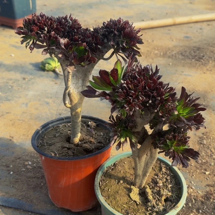 两颗特价黑法师默认微瑕11号