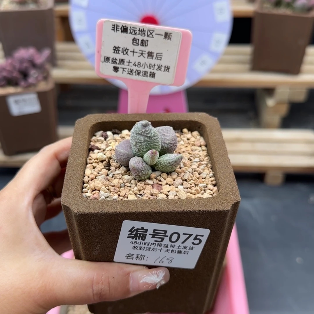 黍*075实生多肉植物