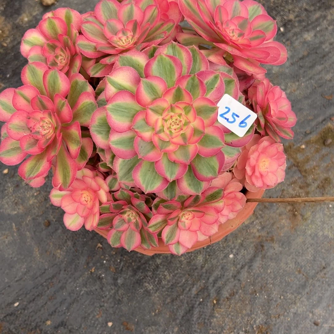 256倾城少女头肉多肉多肉