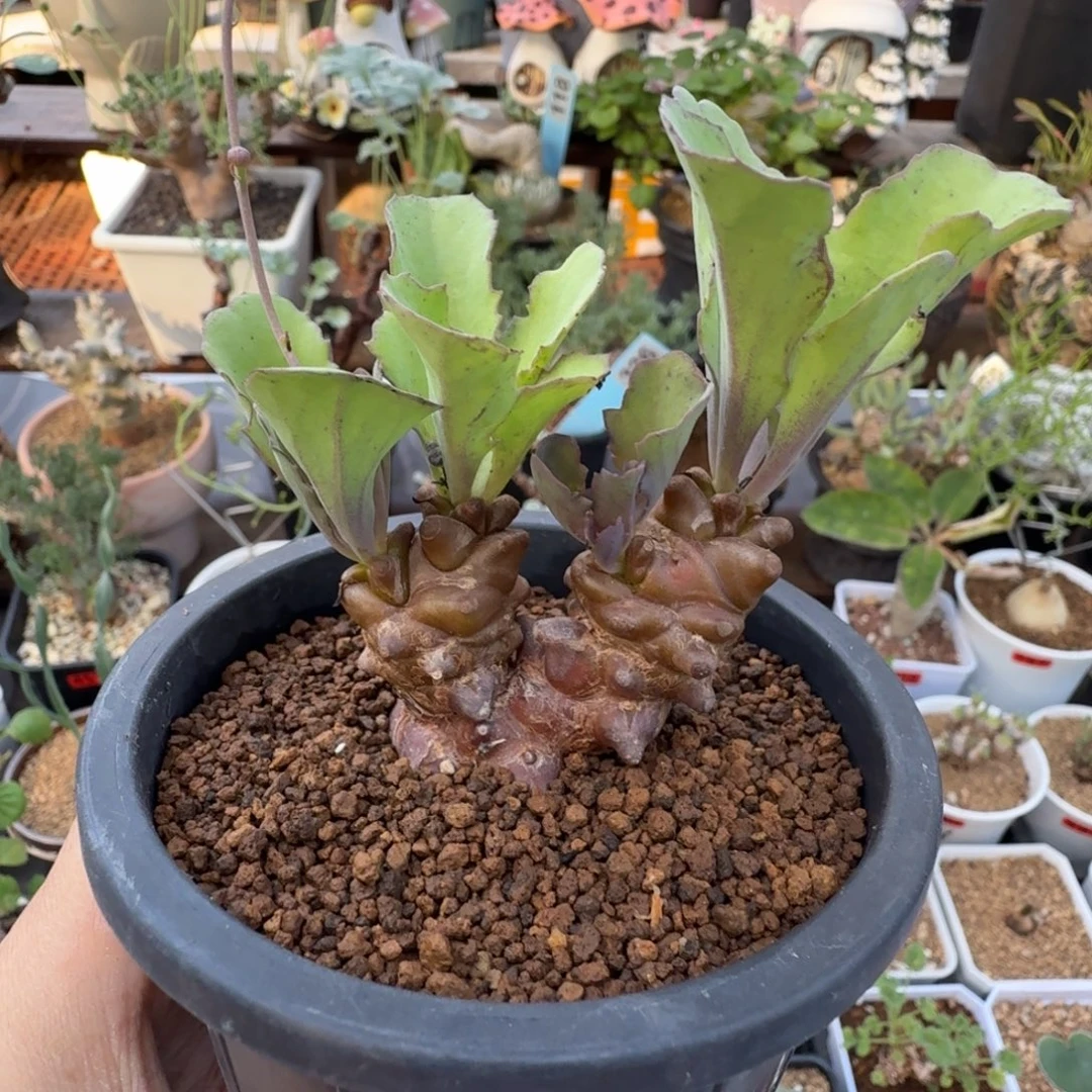 蛮鬼塔003仙人掌球