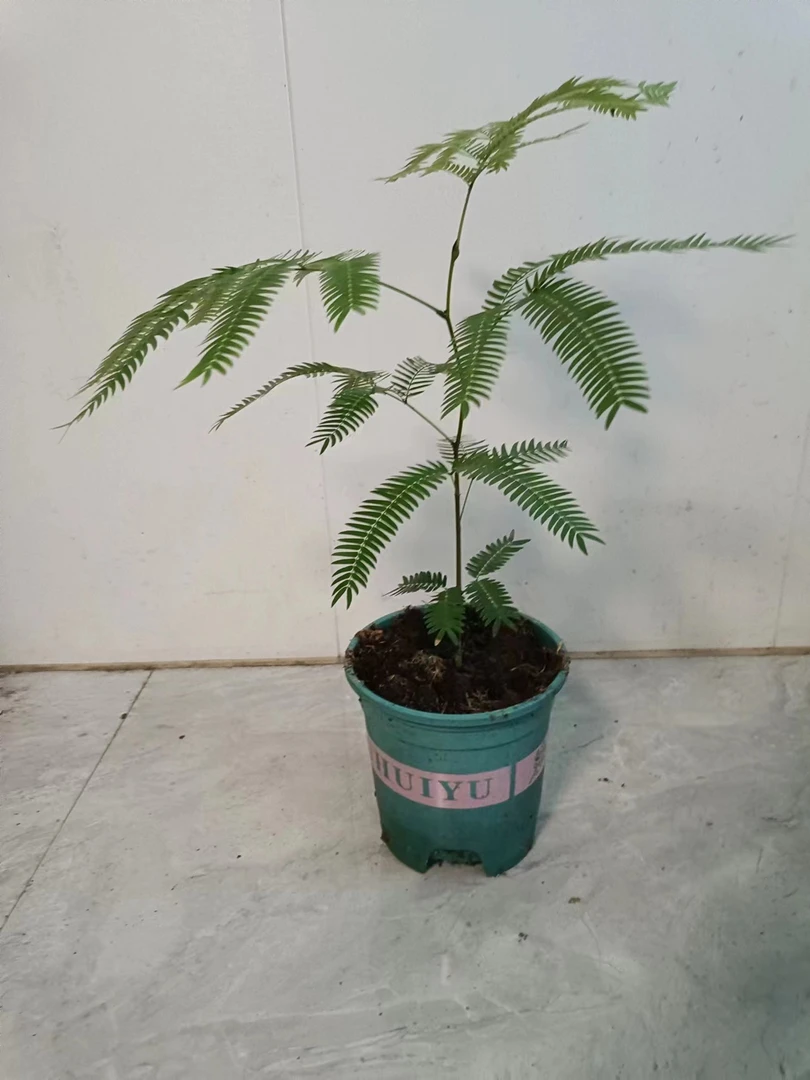 密叶猴籽播苗热植室内小森林