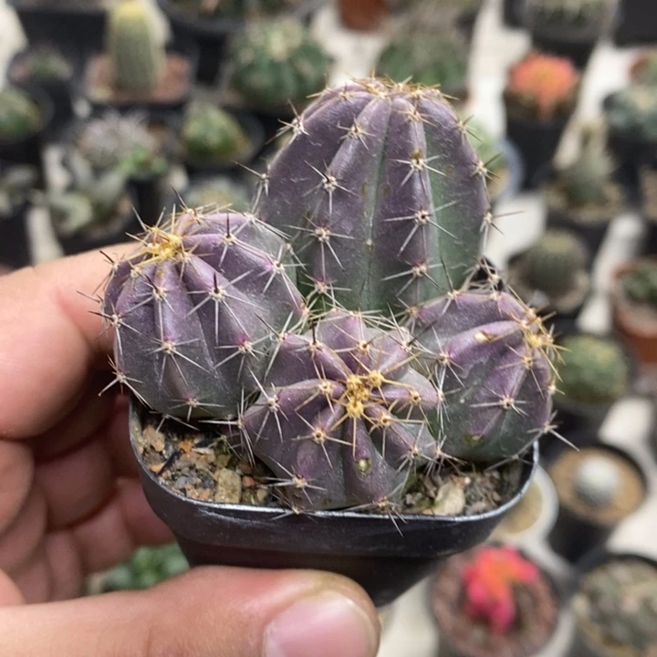 实生微刺虾特价福利