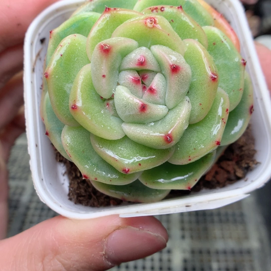 A20y y y y y y y y y