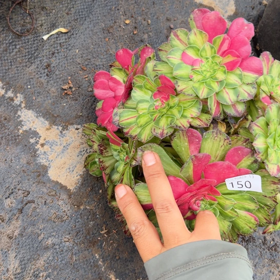 150知否无根多肉植物