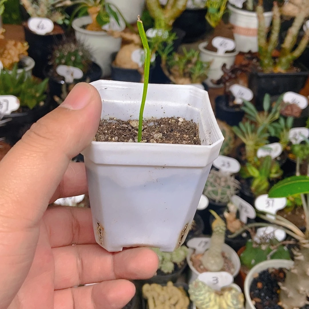 大仓角殿一物一拍