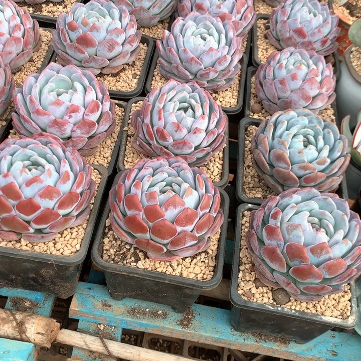 精控单头包子橙梦露两单包邮