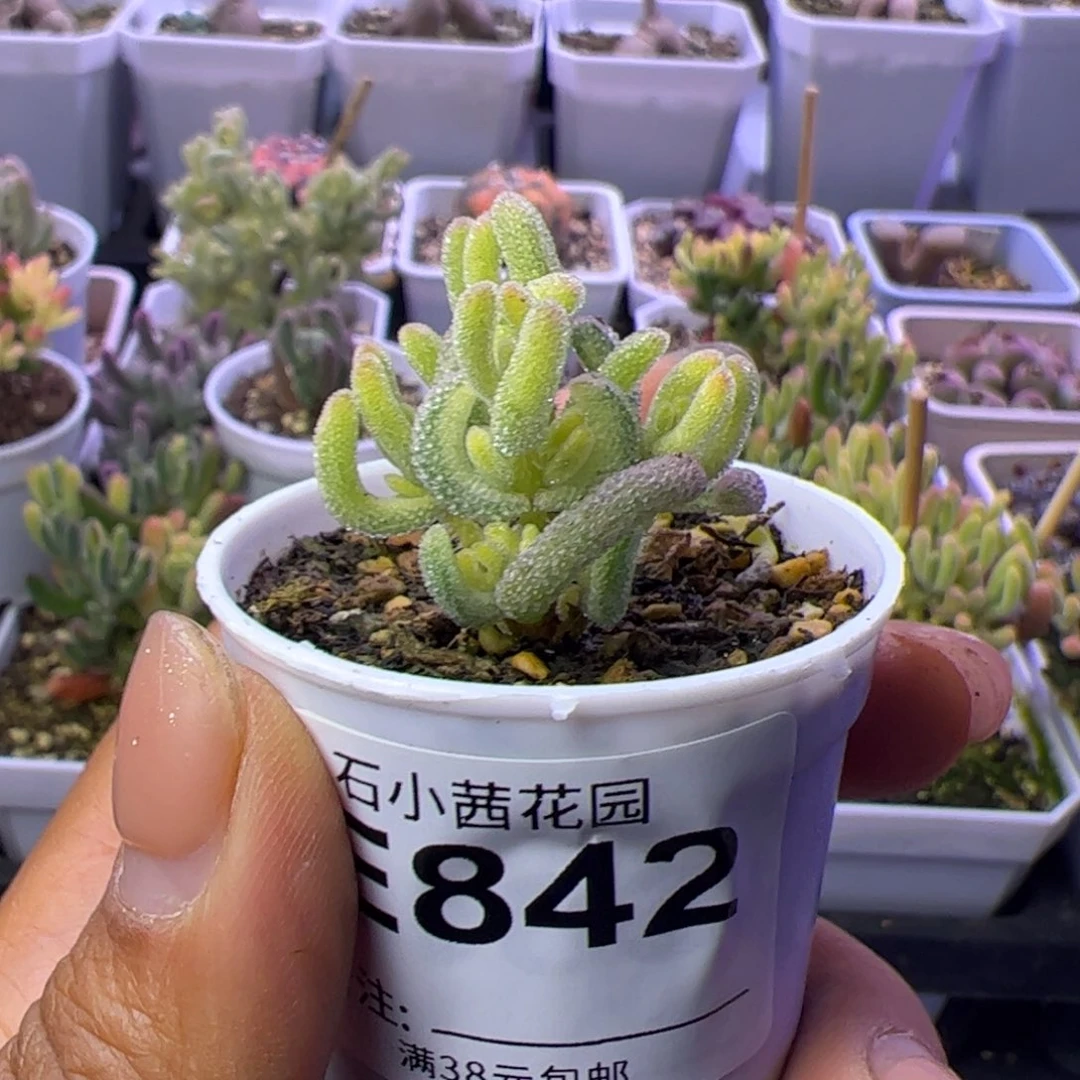 多肉植物枝干超白