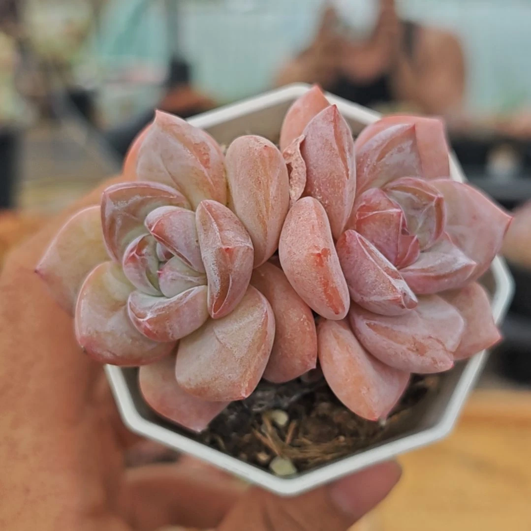 十***一多肉植物，一物一拍