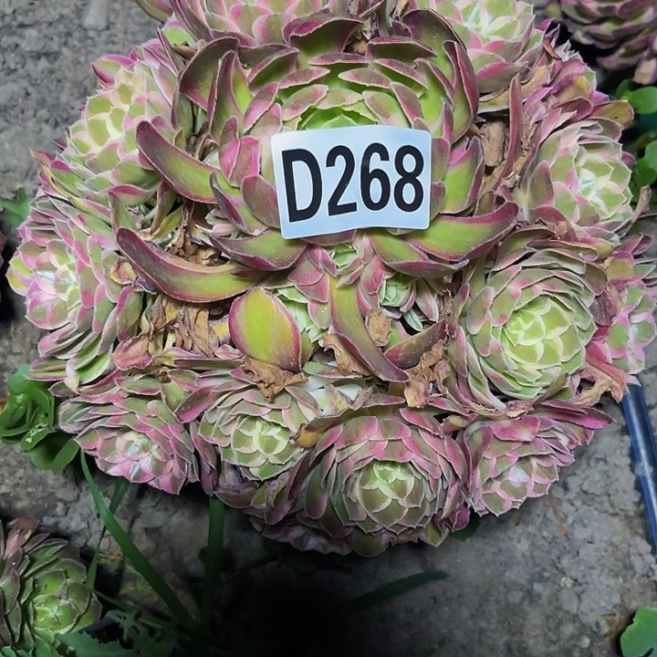 万花筒法师32-22包邮