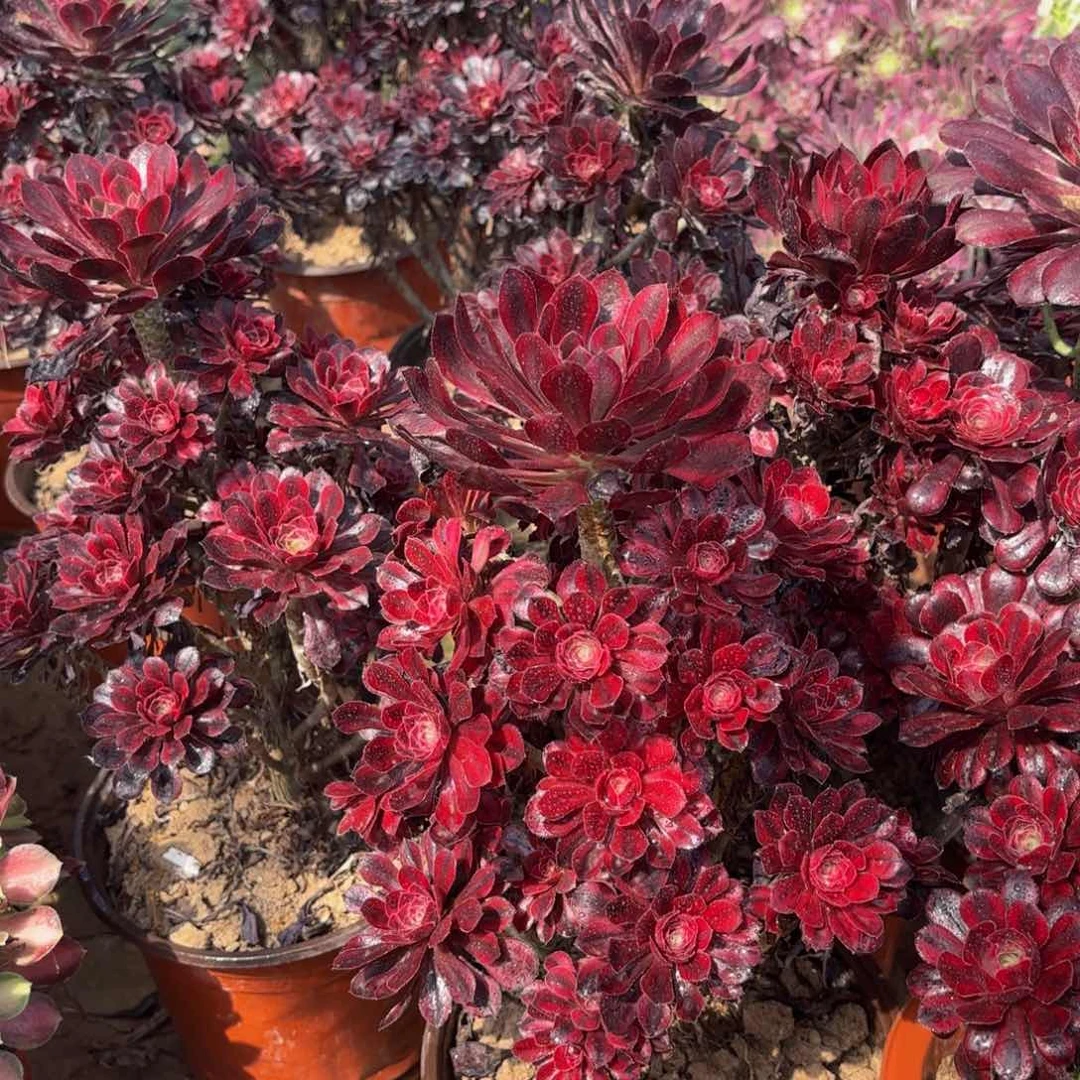 香奈儿木质法师15.8