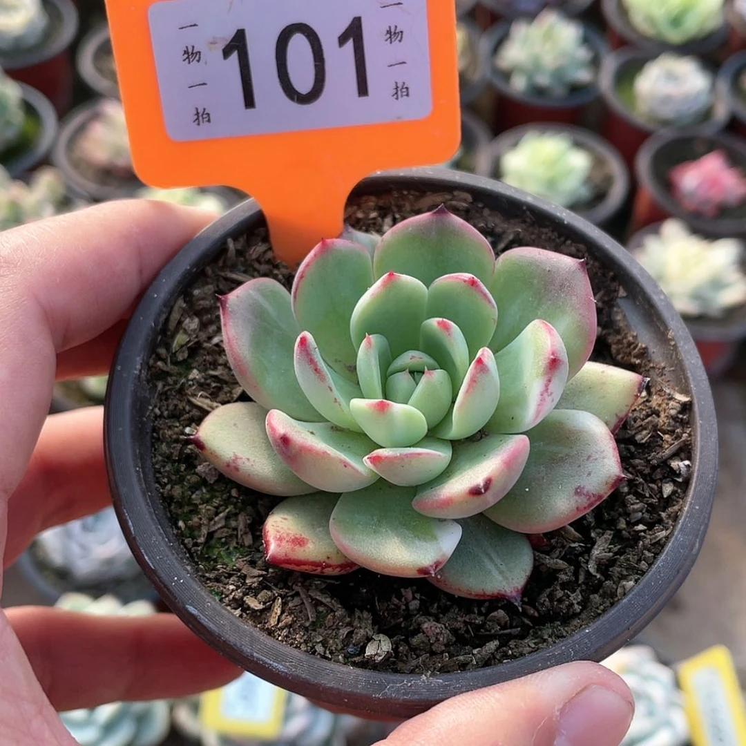 【闪购商品】101号