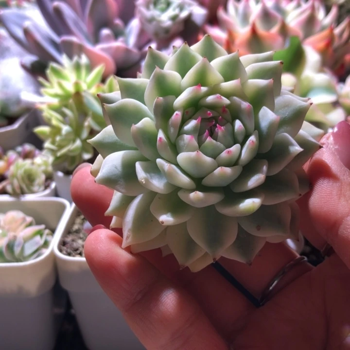 退单福利扎尔玫瑰覆轮锦有根