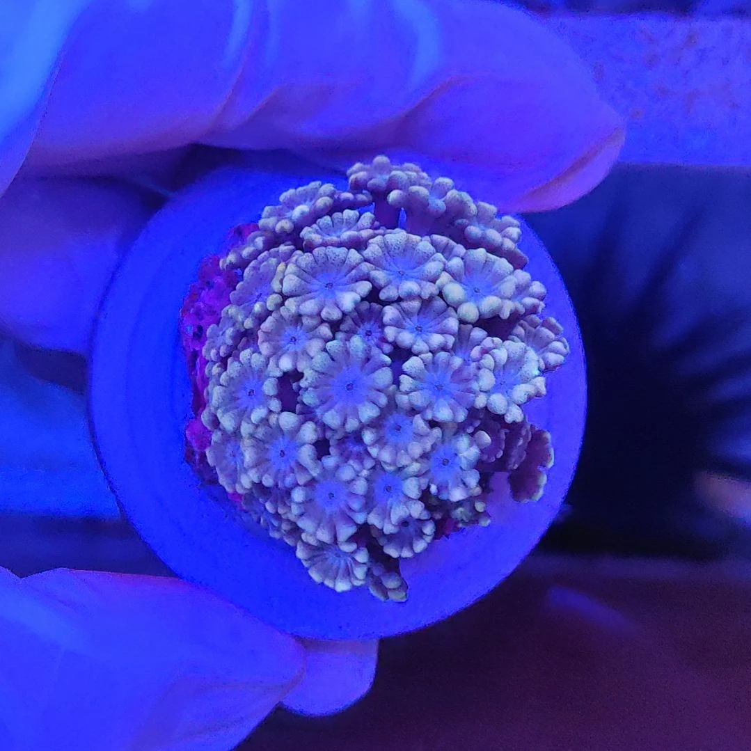 智海海洋珊瑚馆 竞拍链接