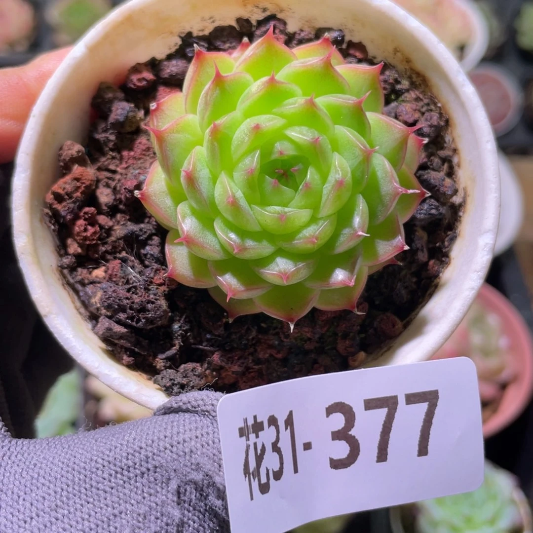 花利美31-377海王