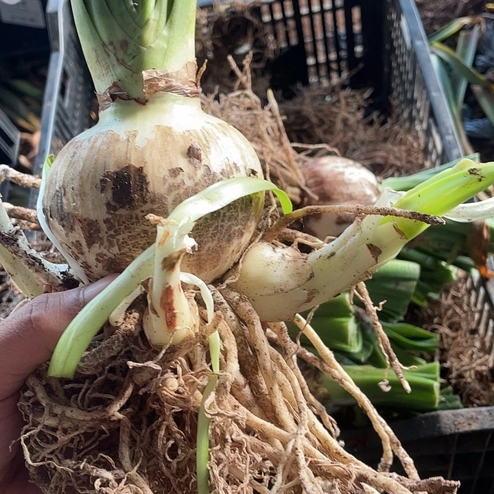 安吉拉8公分带4侧开花球