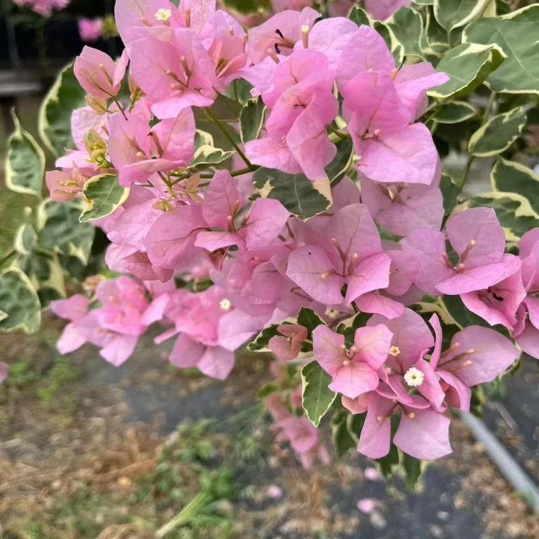 金边丽人三角梅，金边粉花，勤花且花叶共赏。