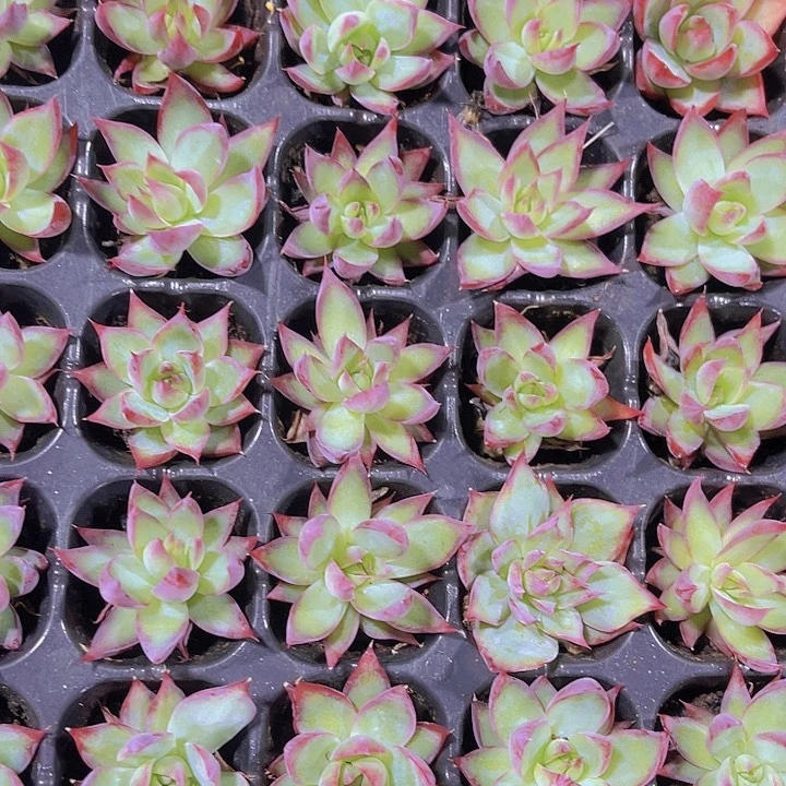 精品惊鸿仙子多肉植物