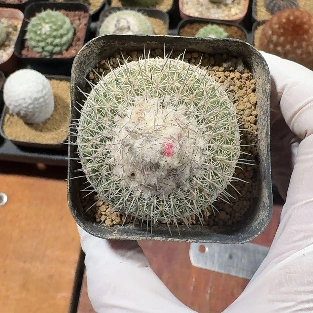 罗***妞乌月丸仙人球2341