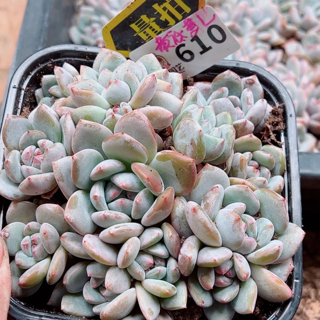 当前无花朵，栽培后可花朵