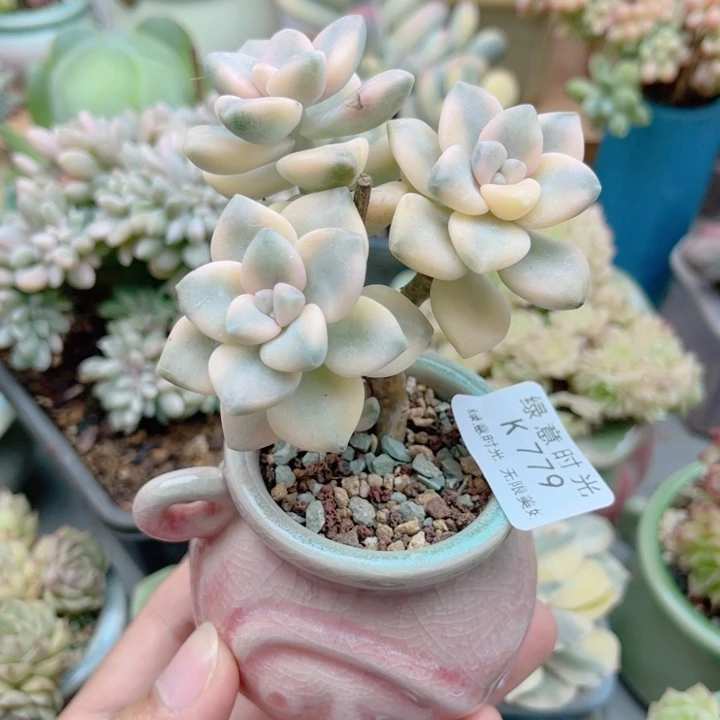 779 美杏锦 带陶瓷盆发货 满28包邮