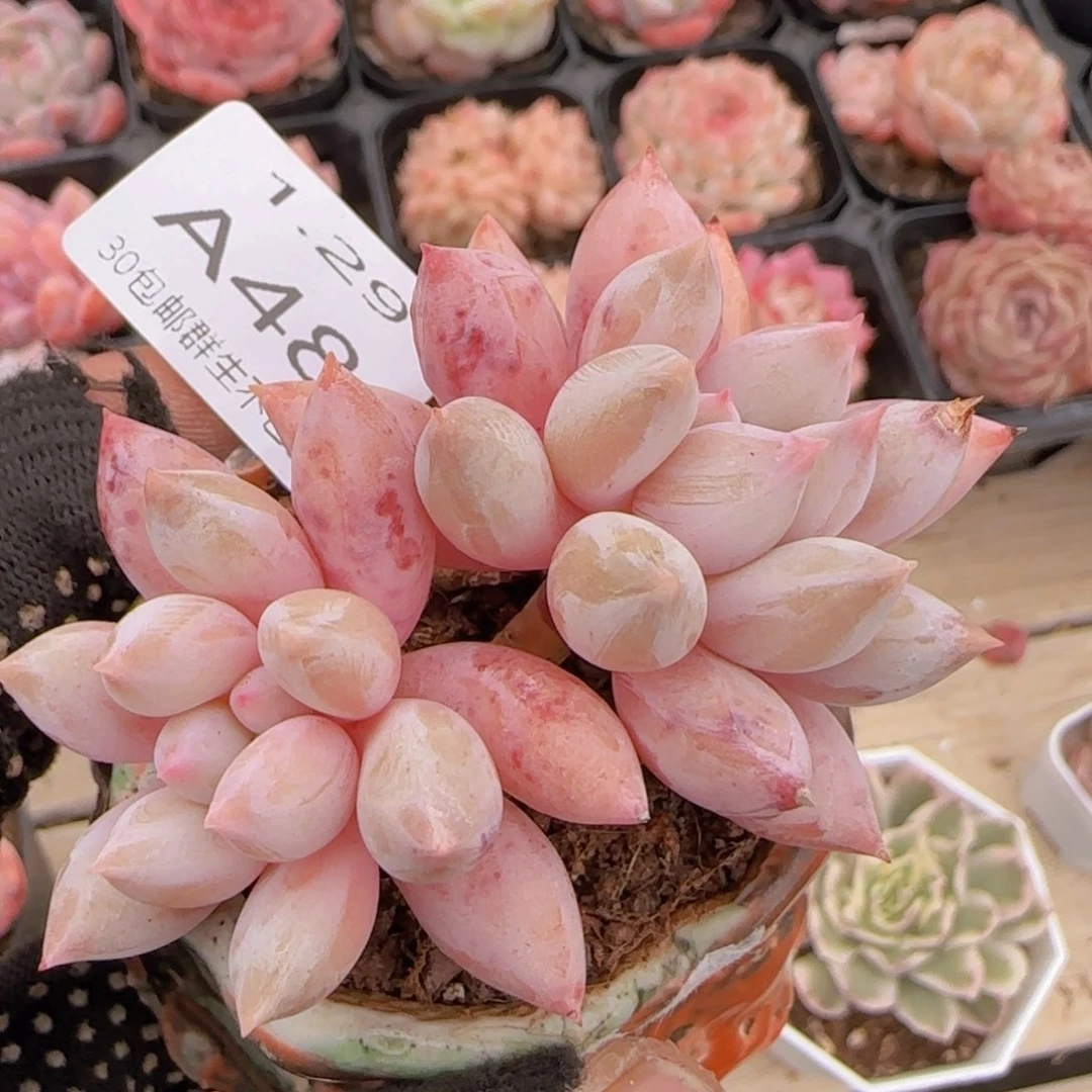 所罗门双头老桩一颗脱土