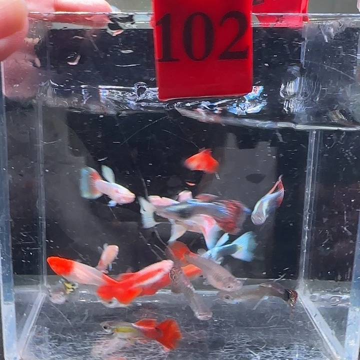 孔雀鱼101号，20条
