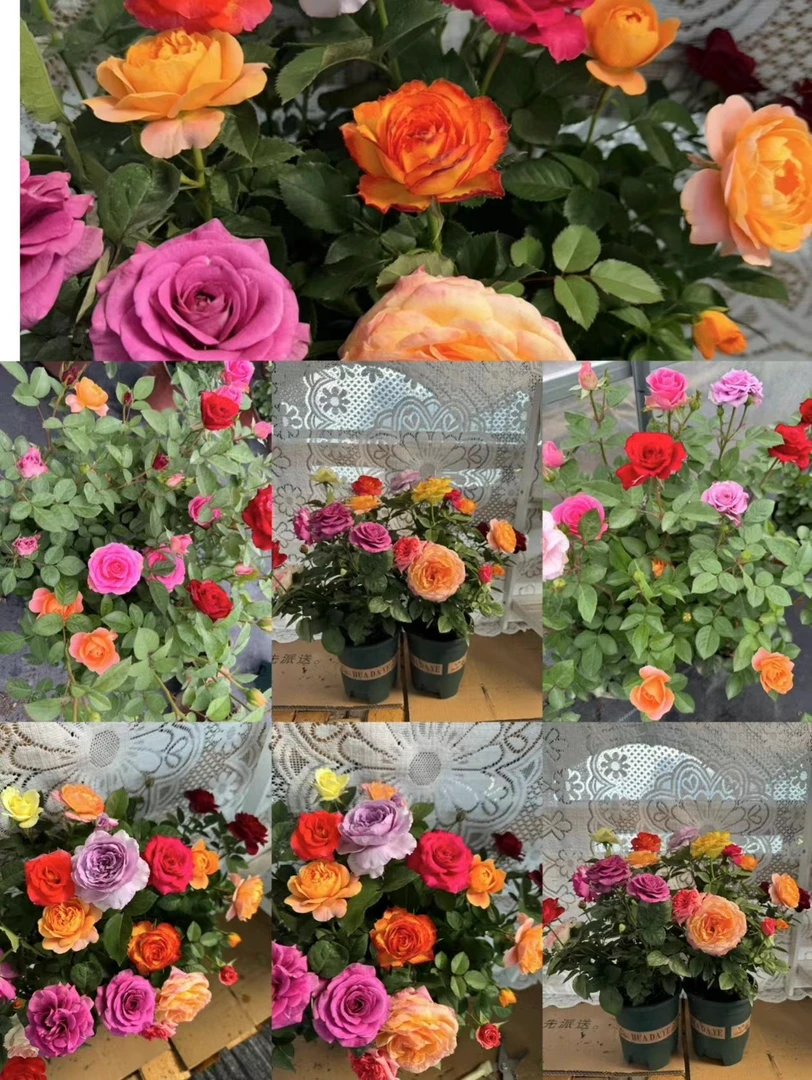 【一物一拍】云南露天月季四季开花阳台庭院