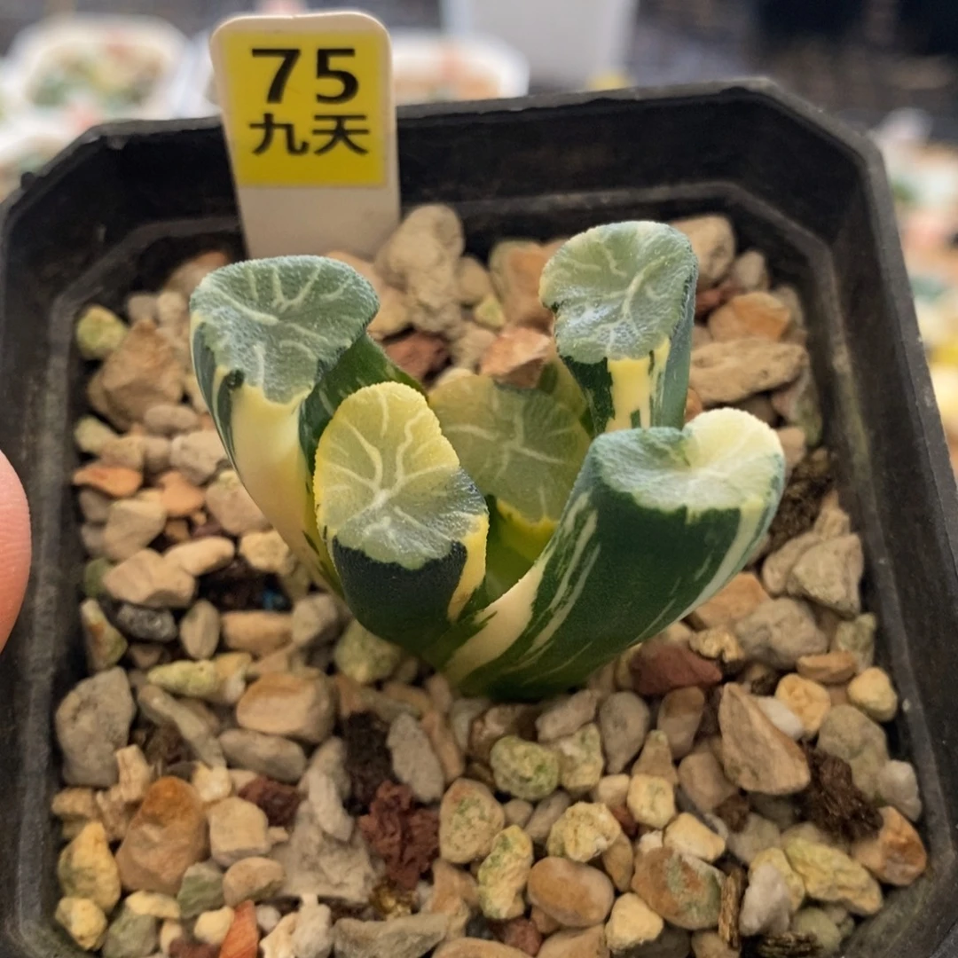 75号白妙万象锦多肉