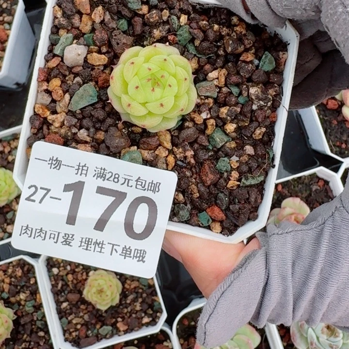 熊猫珍妮无盆土无盆土发货无
