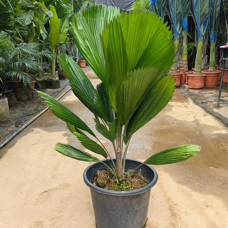 圆叶轴榈大型棕叶大盆栽室内客厅北欧风办公室落地大叶耐热绿植