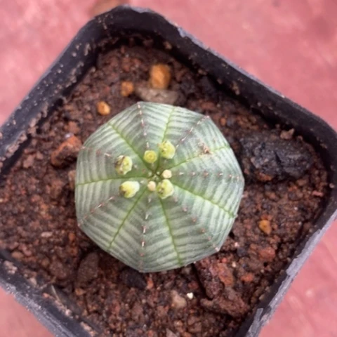 欧布单头2仙人球