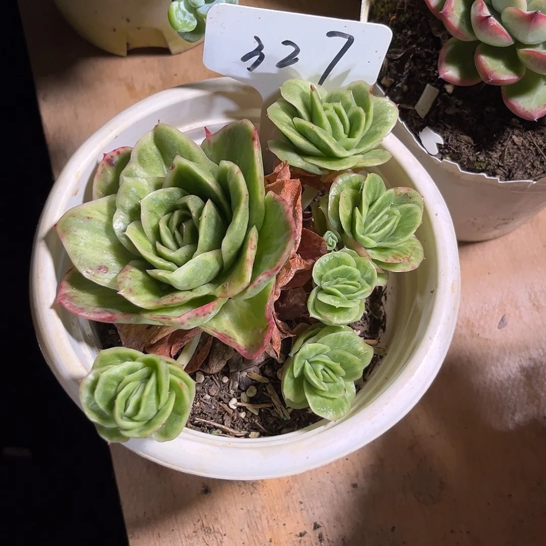 星***狗00000000000000000327