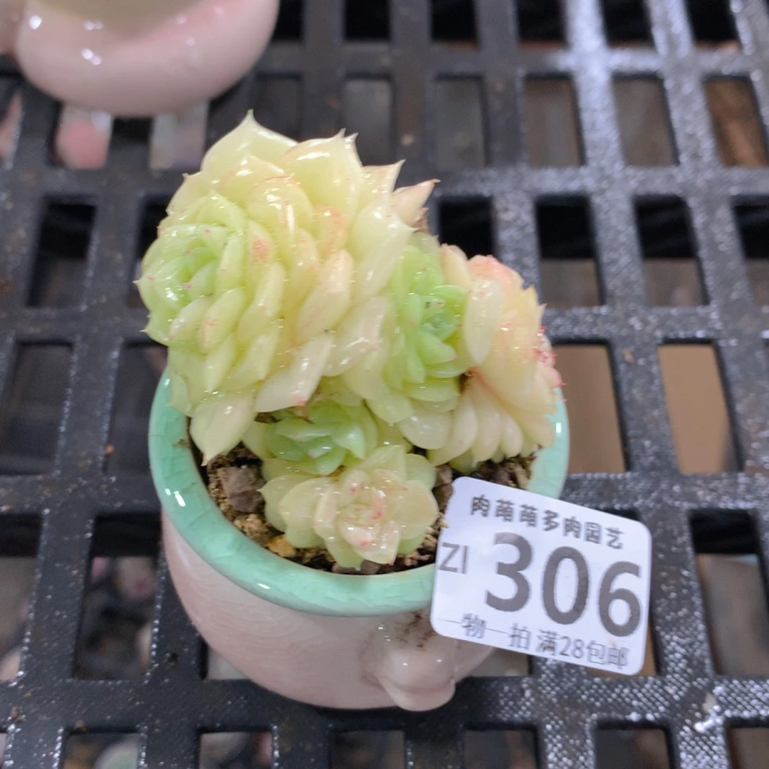 肉萌萌拇指盆精控多肉ZI306