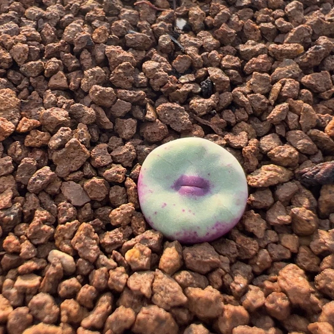 741多肉植物种类多样