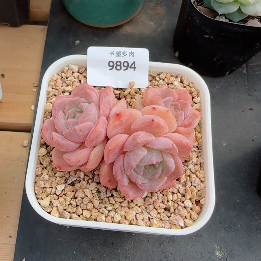 水晶桃子，9894多肉植物
