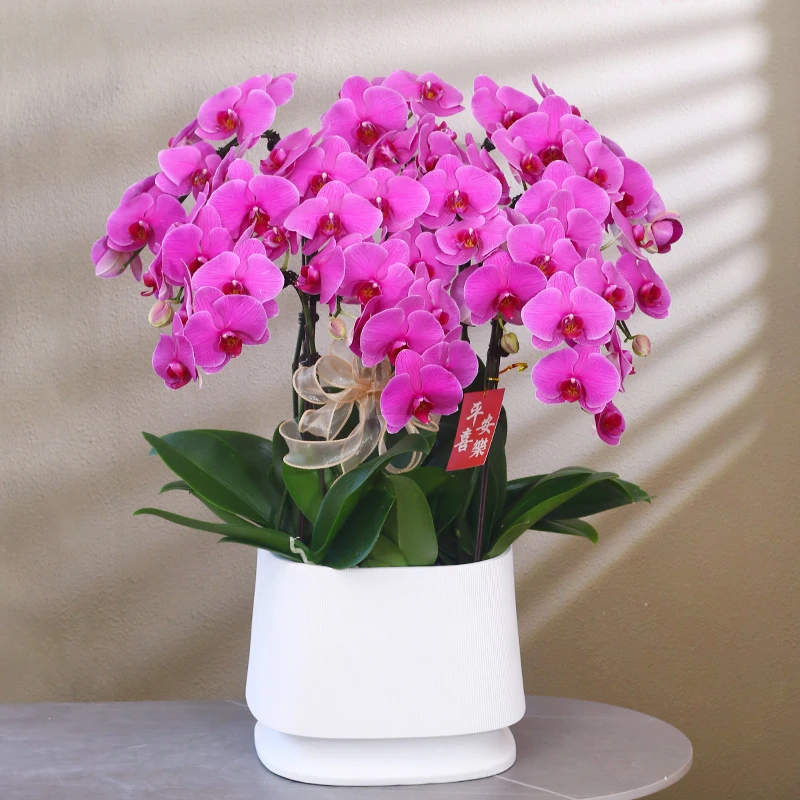 蝴蝶兰【恭喜发财】带花带盆组好室内花卉盆栽客厅庭院别墅年宵花