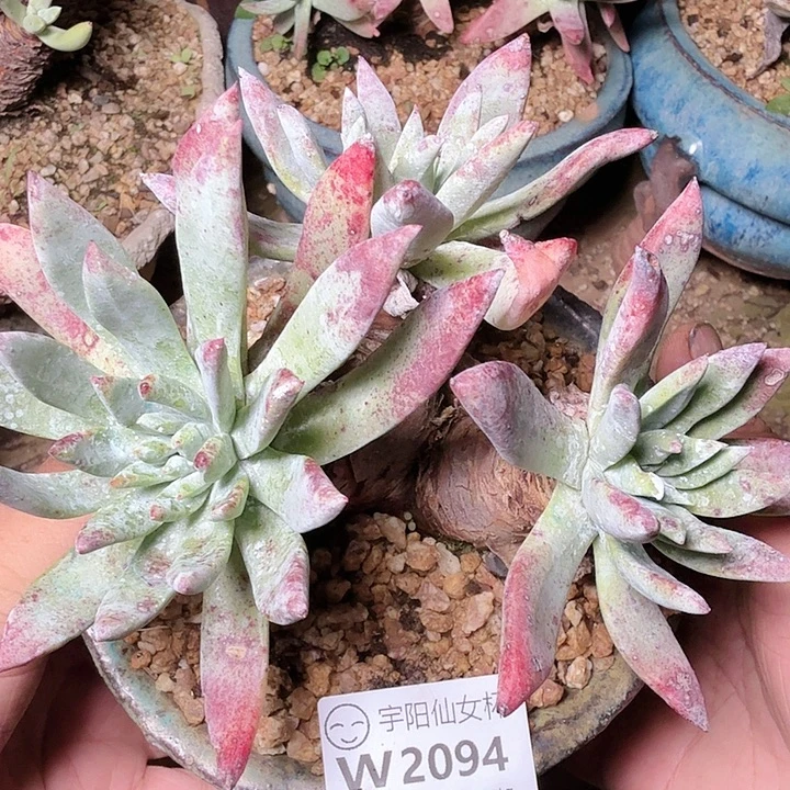 2094墨染一白菊多肉