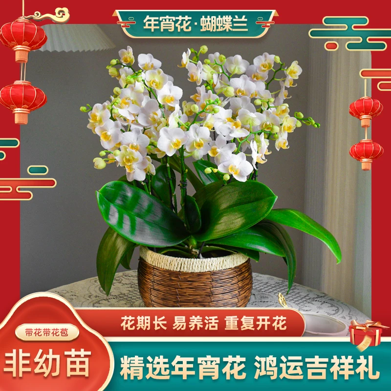 甄选蝴蝶兰【勃艮第】室内花卉盆栽带花客厅绿植礼物鲜花送礼好养活
