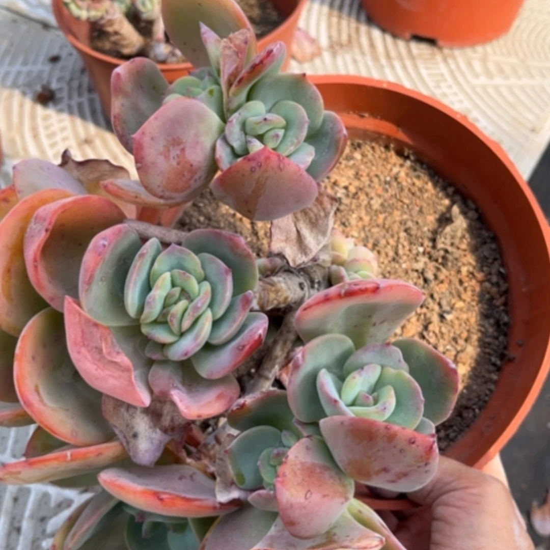 【闪购商品】小*?白凤