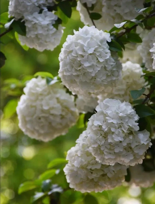 中华木绣球，大花斗球