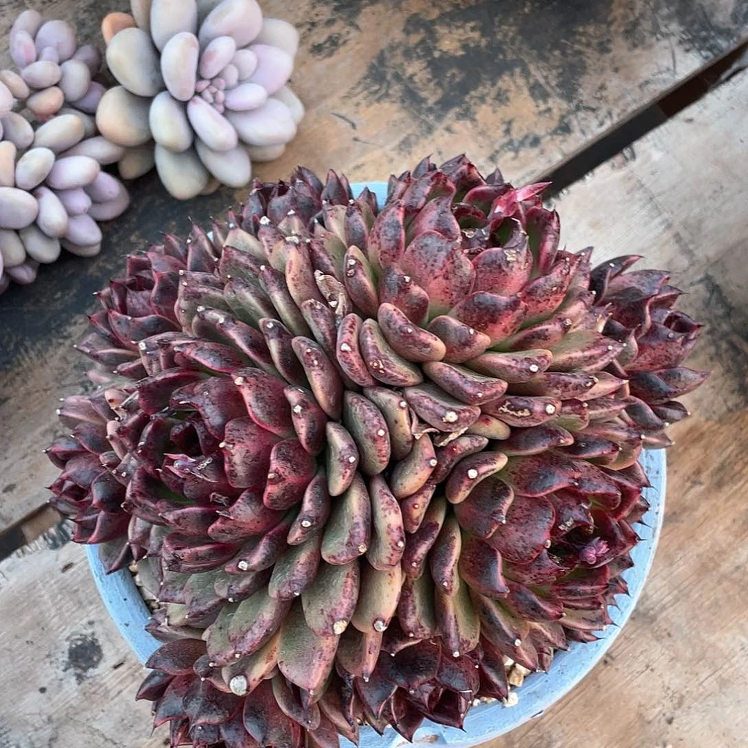 度**忧多肉植物一物一拍