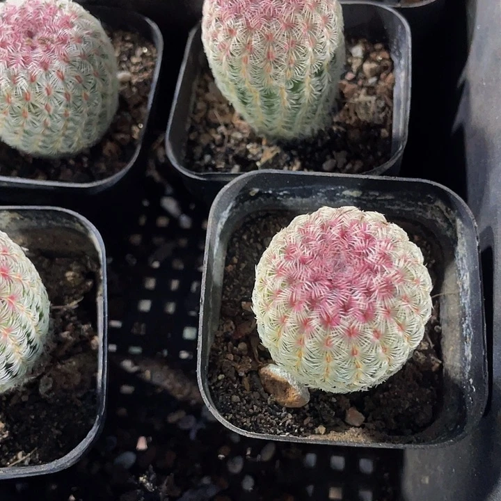 红太阳5.8带盆土