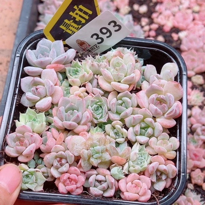 多肉植物多肉植物