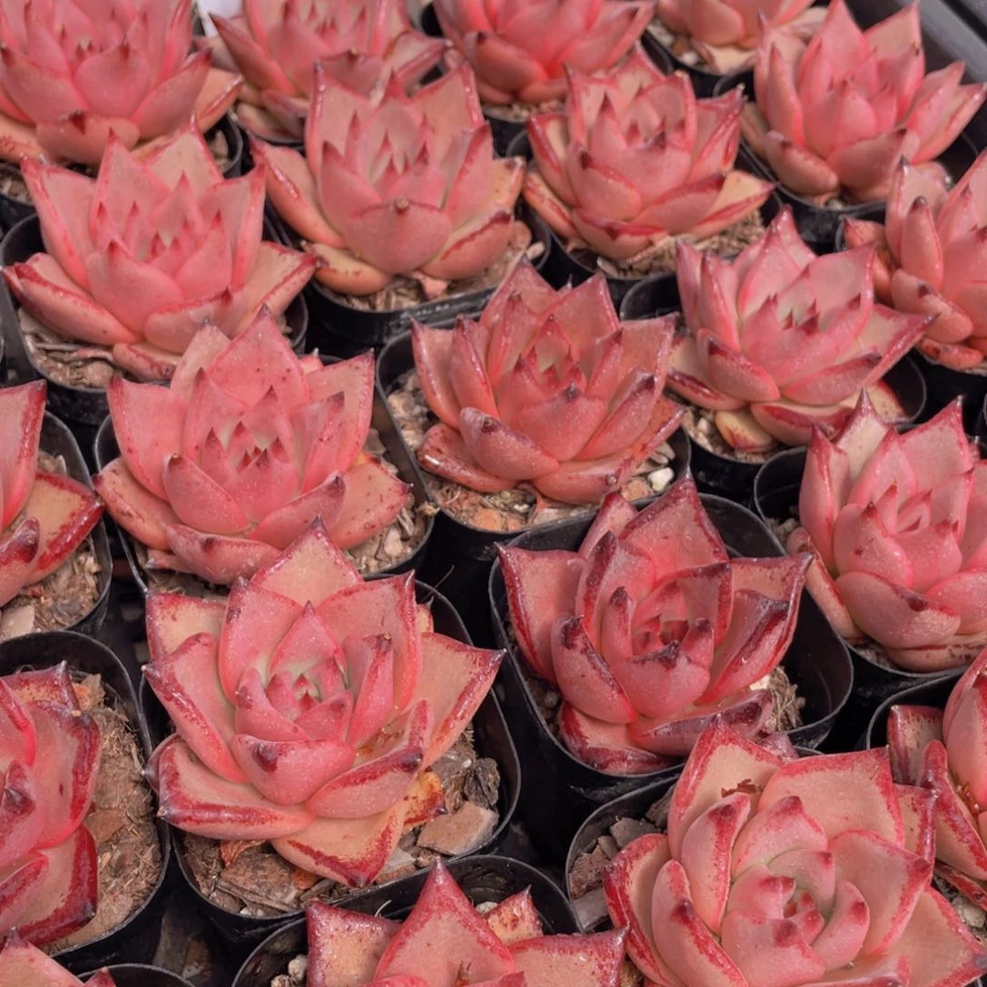 量拍33号 罗密欧金牛座单头一个