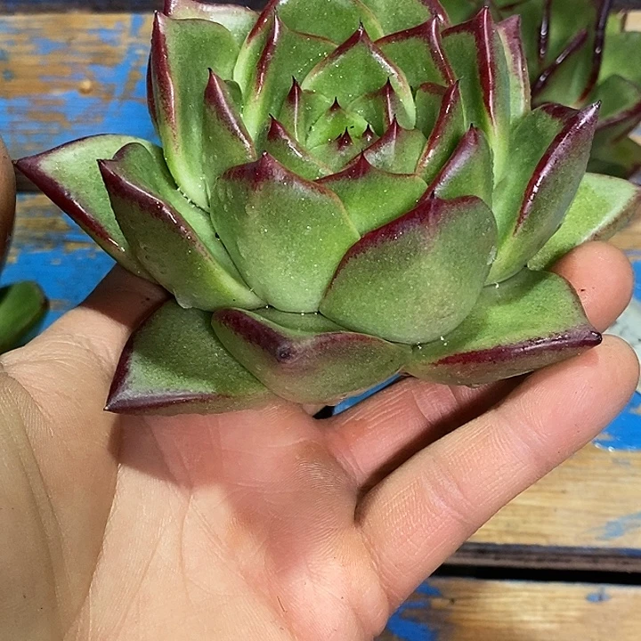 ༄***࿐福利原始种绿凤10