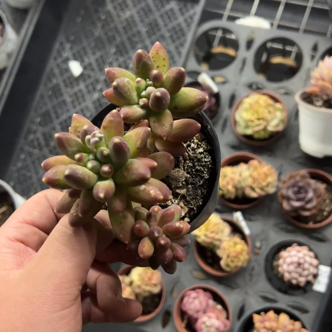 1508千代田一物一拍