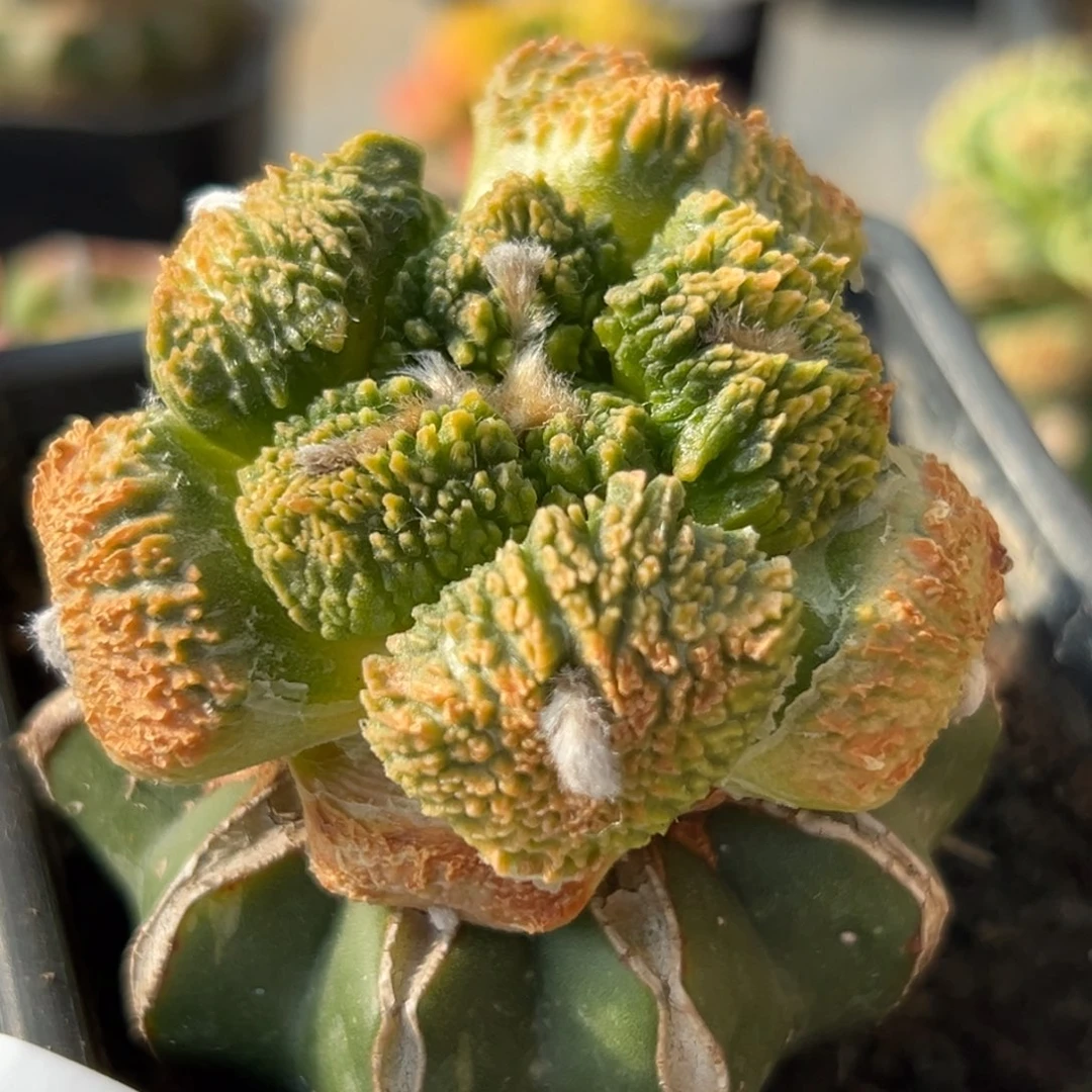 217 蛋尤哥斯拉锦 仙人球